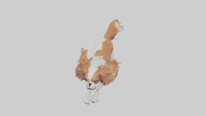 3D model Cavalier King Charles Spaniel running model VR / AR / low-poly