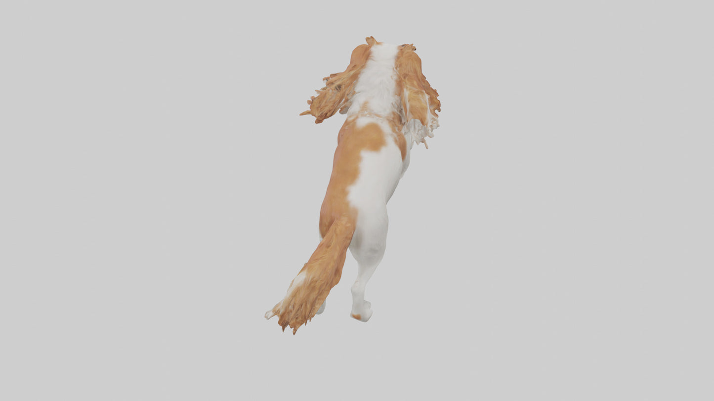 3D model Cavalier King Charles Spaniel running model VR / AR / low-poly