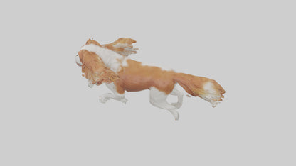 3D model Cavalier King Charles Spaniel running model VR / AR / low-poly