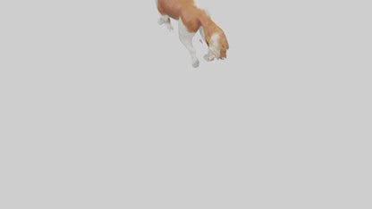 3D model Cavalier King Charles Spaniel running model VR / AR / low-poly