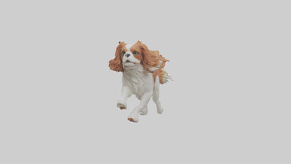 3D model Cavalier King Charles Spaniel running model VR / AR / low-poly