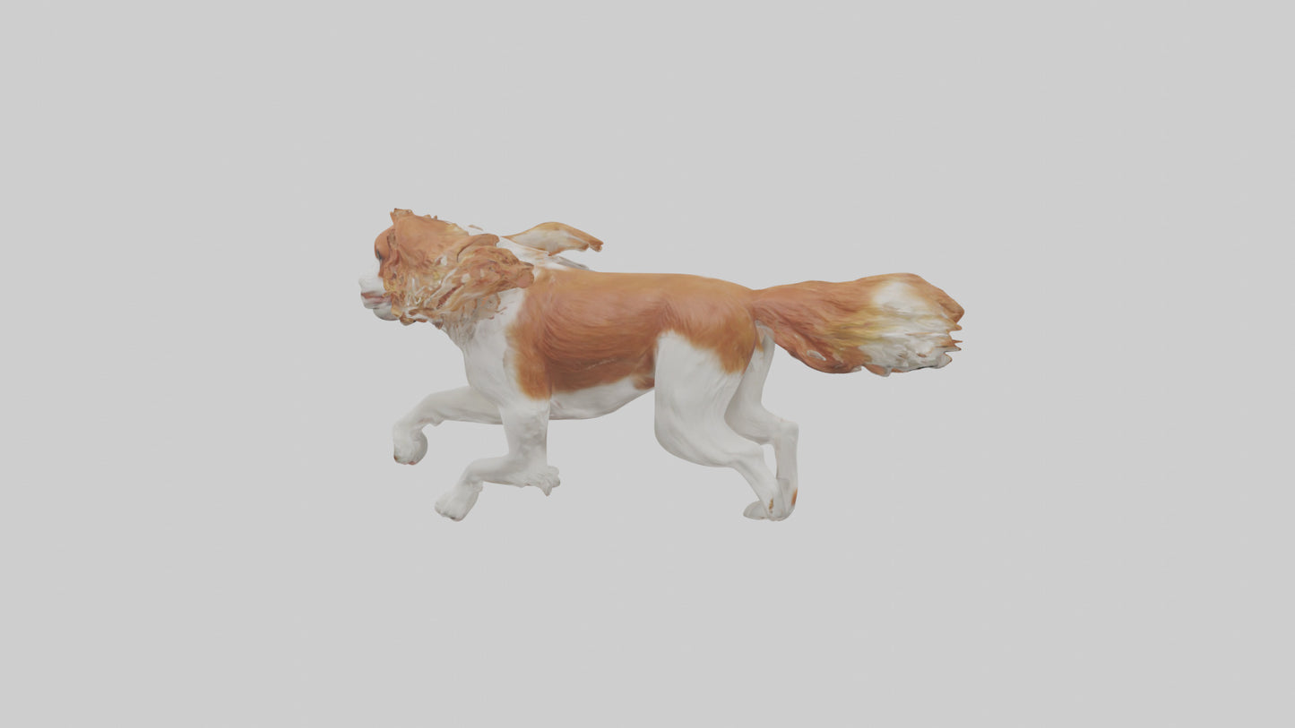 3D model Cavalier King Charles Spaniel running model VR / AR / low-poly