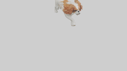 3D model Cavalier King Charles Spaniel running model VR / AR / low-poly