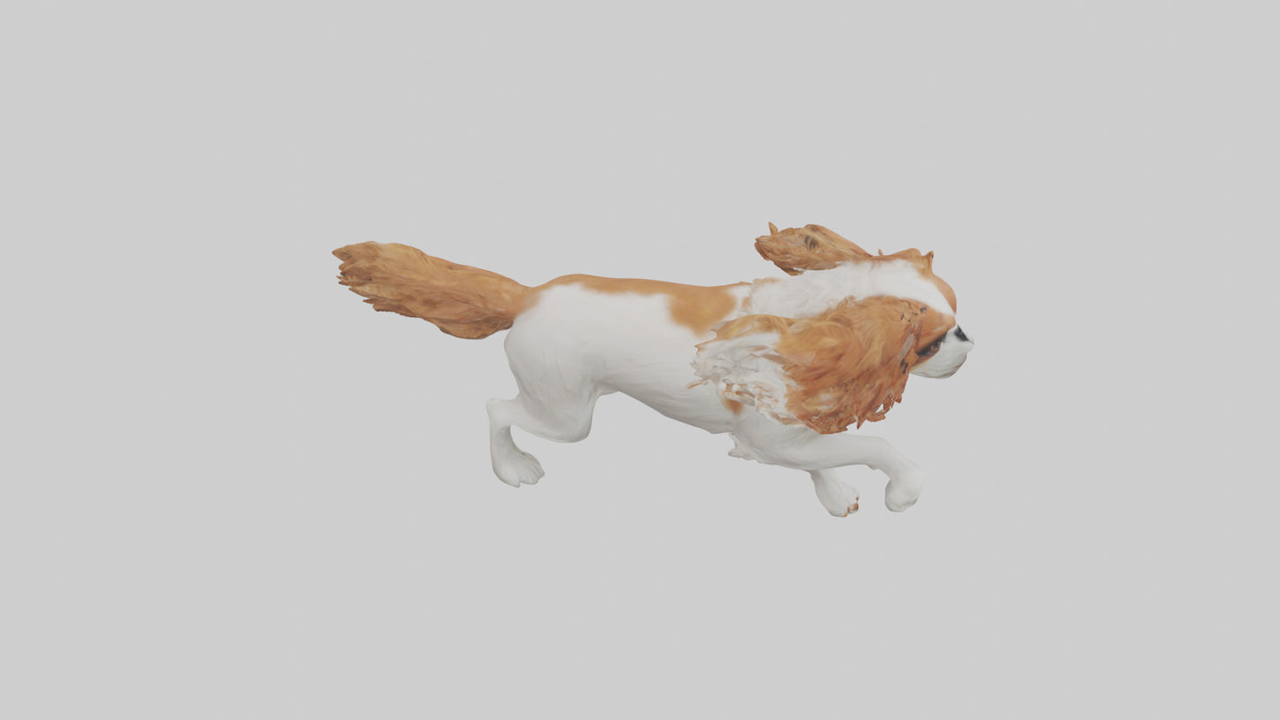3D model Cavalier King Charles Spaniel running model VR / AR / low-poly