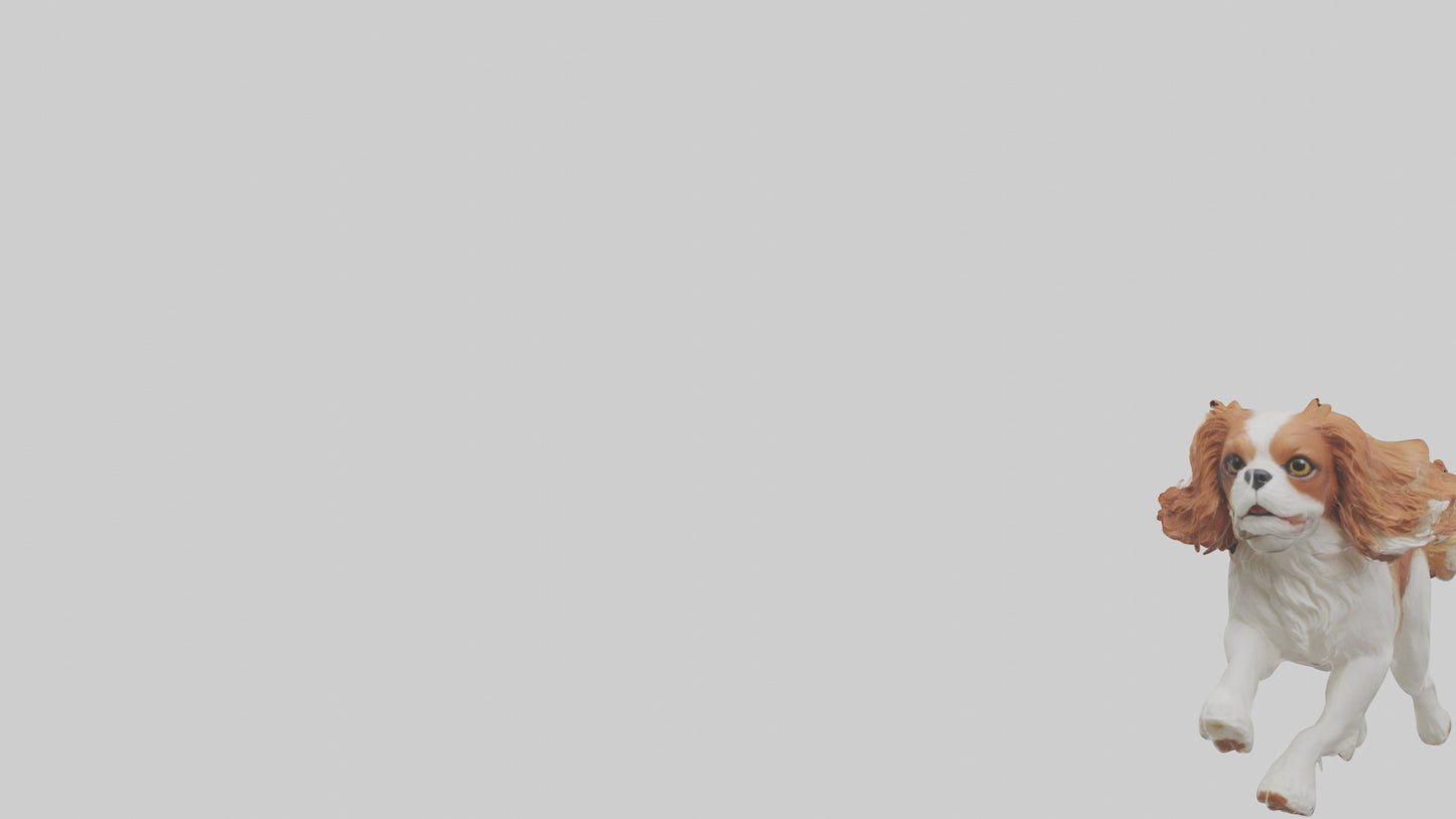 3D model Cavalier King Charles Spaniel running model VR / AR / low-poly