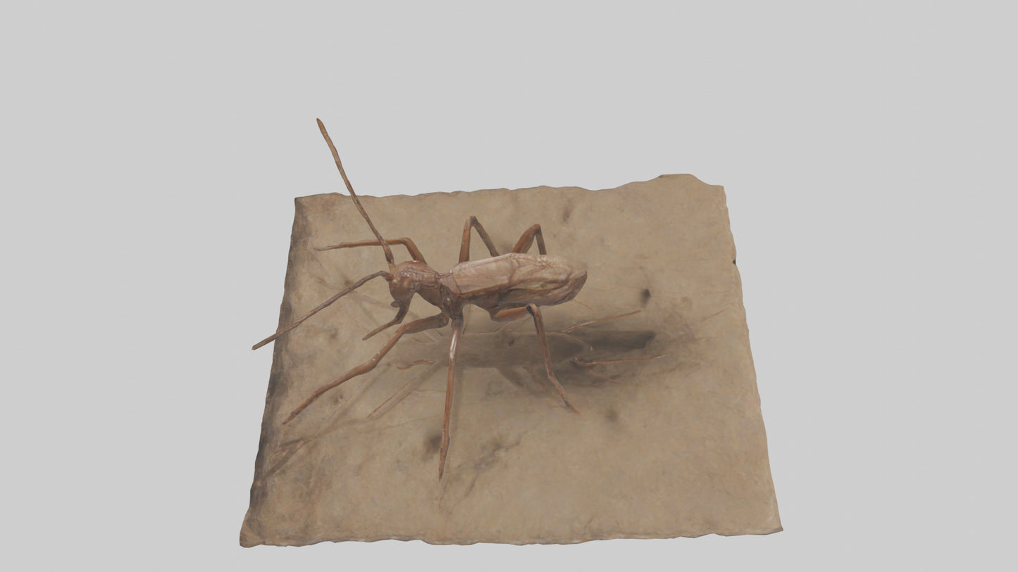 Cave Cricket jumping model 3D model