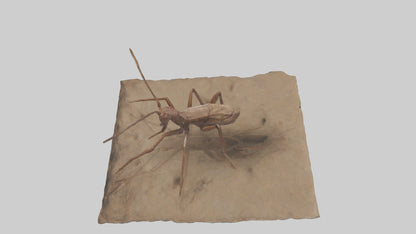 Cave Cricket jumping model 3D model