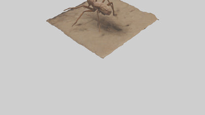 Cave Cricket jumping model 3D model