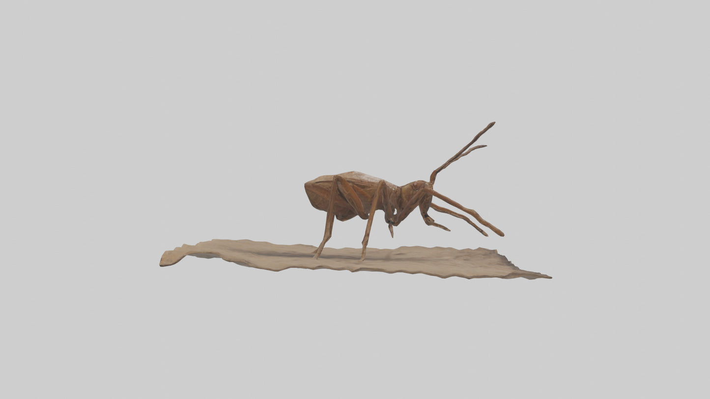 Cave Cricket jumping model 3D model