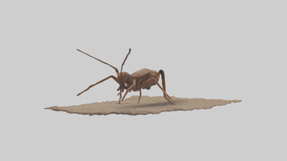 Cave Cricket jumping model 3D model