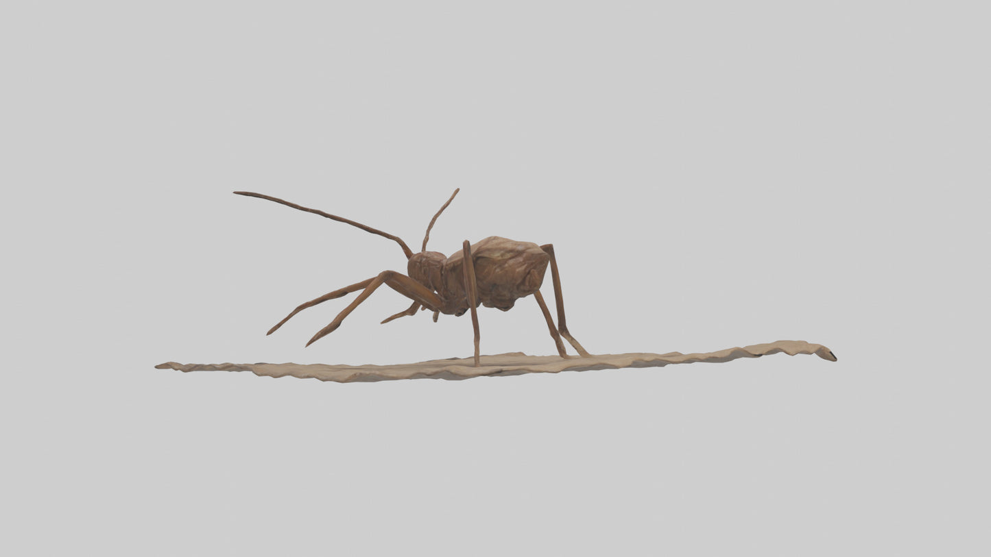 Cave Cricket jumping model 3D model