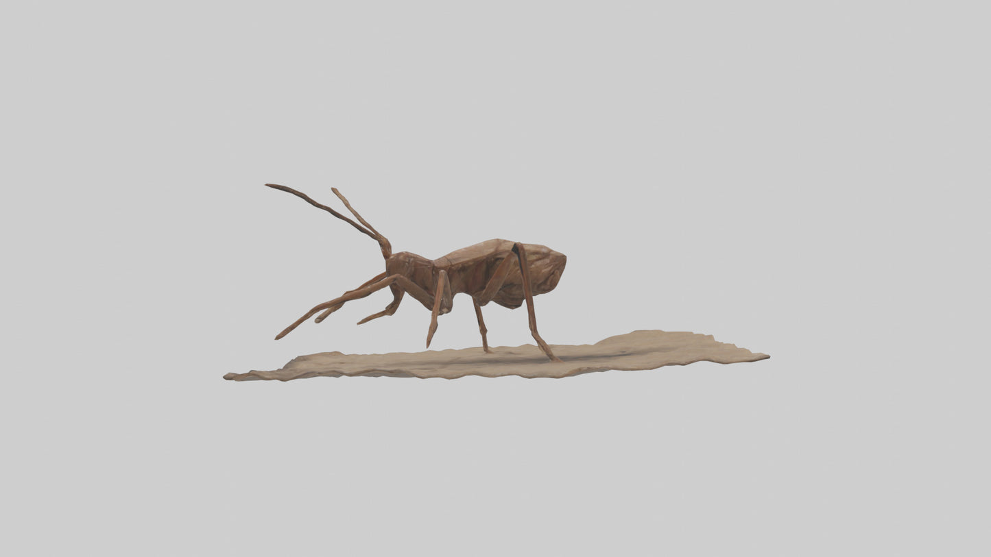 Cave Cricket jumping model 3D model