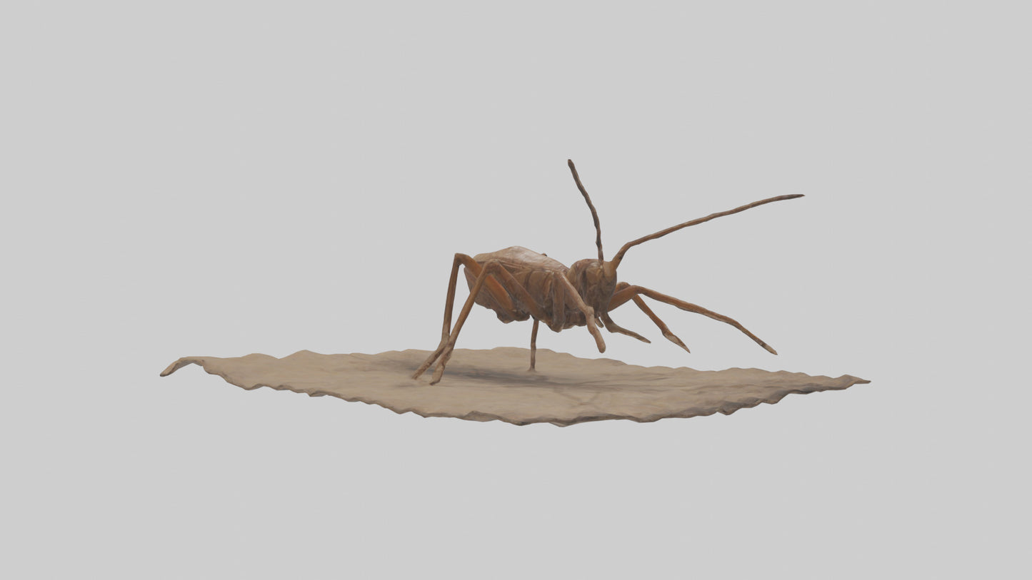 Cave Cricket jumping model 3D model