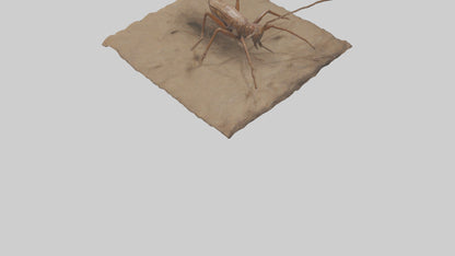Cave Cricket jumping model 3D model