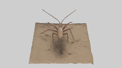 Cave Cricket jumping model 3D model