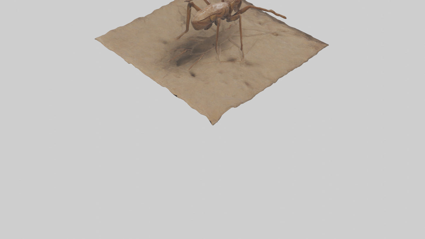 Cave Cricket jumping model 3D model