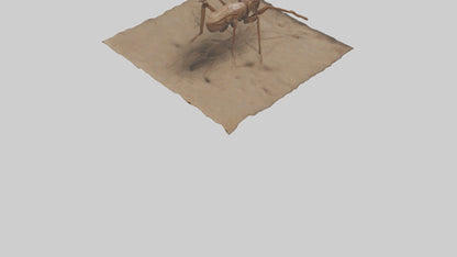 Cave Cricket jumping model 3D model