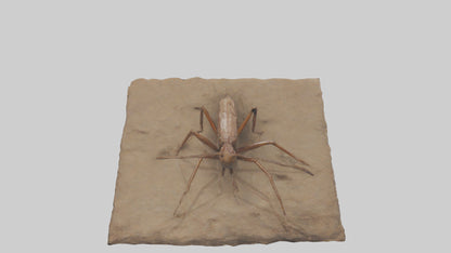 Cave Cricket jumping model 3D model