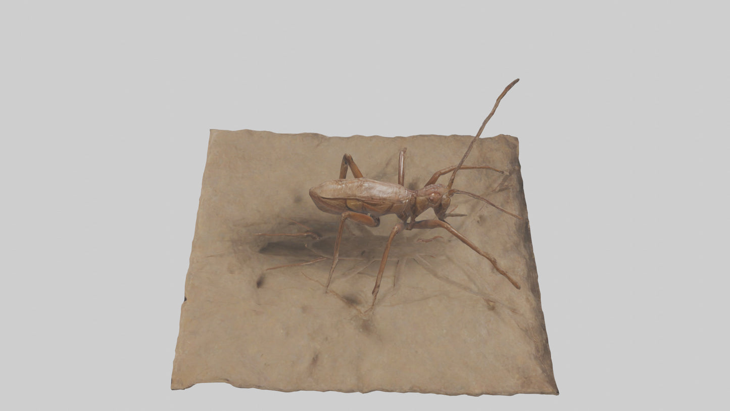 Cave Cricket jumping model 3D model