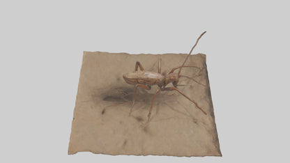 Cave Cricket jumping model 3D model
