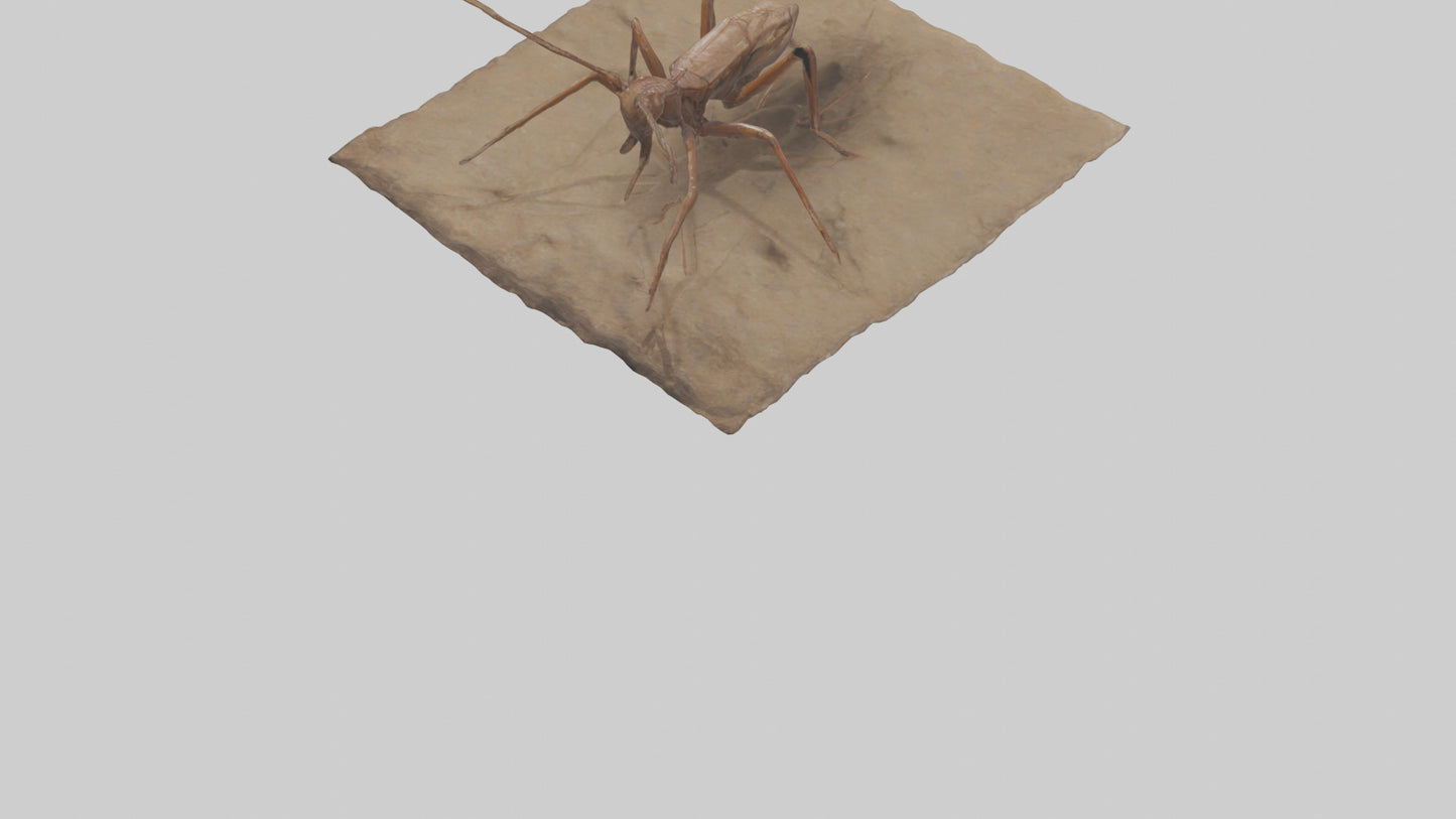 Cave Cricket jumping model 3D model