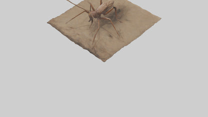 Cave Cricket jumping model 3D model