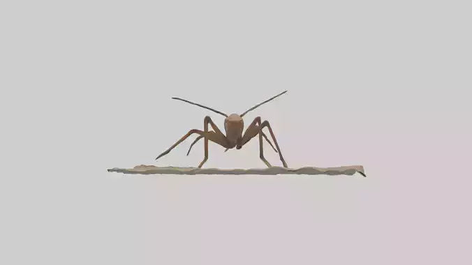 Cave Cricket jumping model 3D model