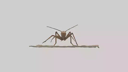 Cave Cricket jumping model 3D model