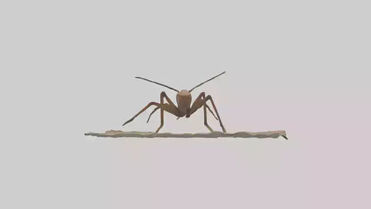 Cave Cricket jumping model 3D model