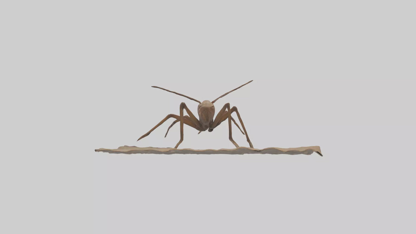 Cave Cricket jumping model 3D model