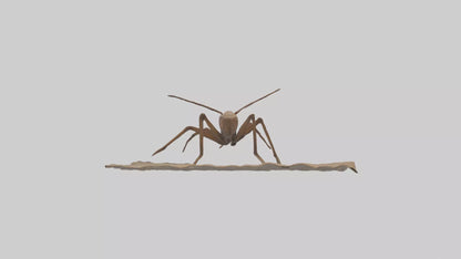 Cave Cricket jumping model 3D model