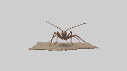 Cave Cricket jumping model 3D model