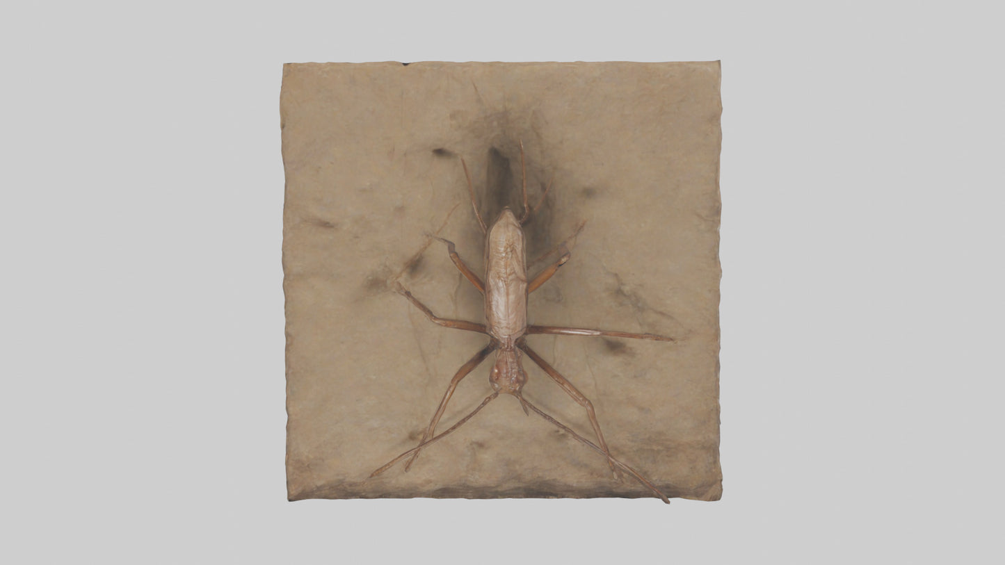 Cave Cricket jumping model 3D model