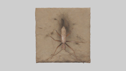 Cave Cricket jumping model 3D model