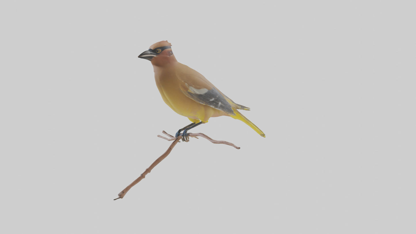 Cedar Waxwing perched model 3D model