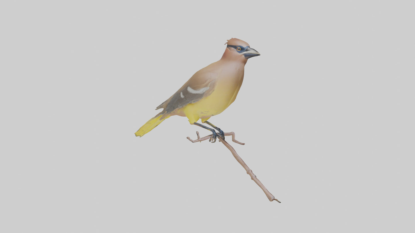 Cedar Waxwing perched model 3D model