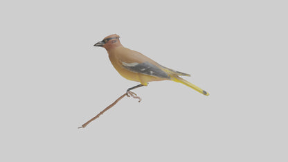 Cedar Waxwing perched model 3D model