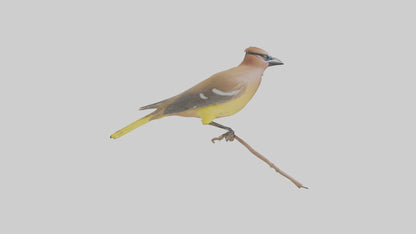 Cedar Waxwing perched model 3D model