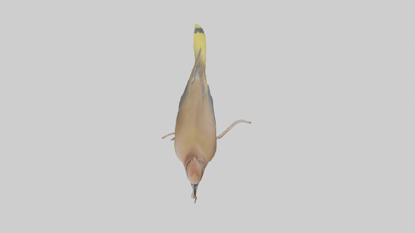 Cedar Waxwing perched model 3D model