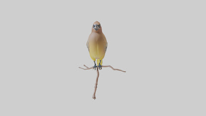 Cedar Waxwing perched model 3D model