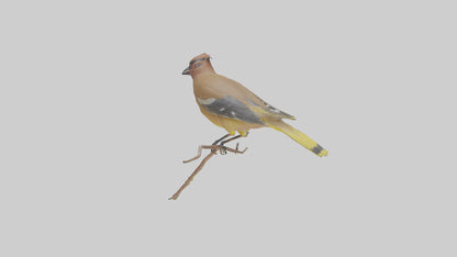 Cedar Waxwing perched model 3D model