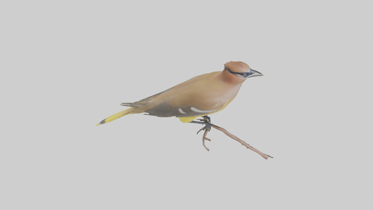 Cedar Waxwing perched model 3D model
