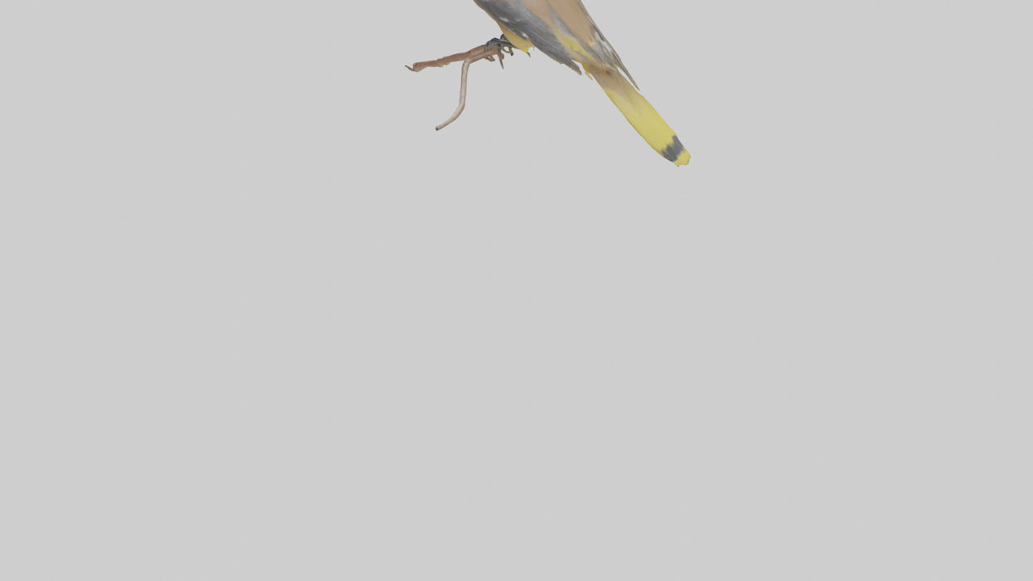 Cedar Waxwing perched model 3D model