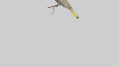 Cedar Waxwing perched model 3D model