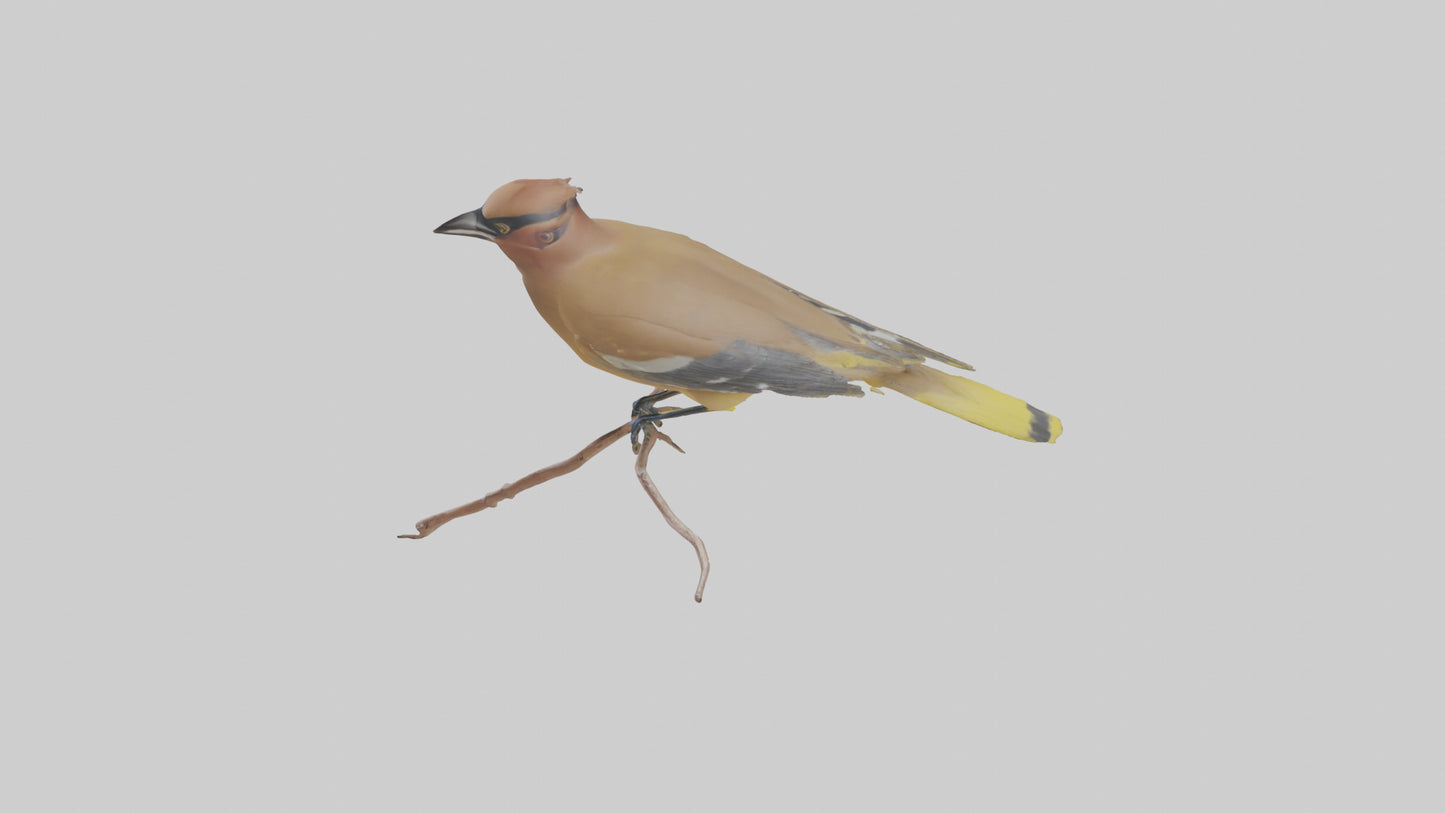 Cedar Waxwing perched model 3D model