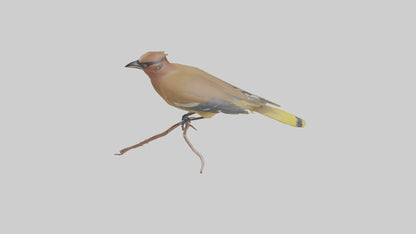 Cedar Waxwing perched model 3D model