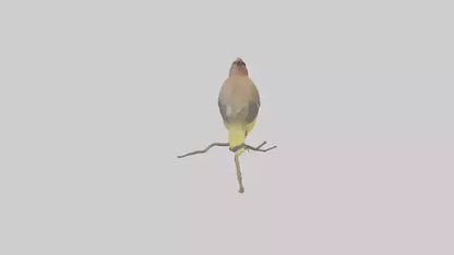 Cedar Waxwing perched model 3D model