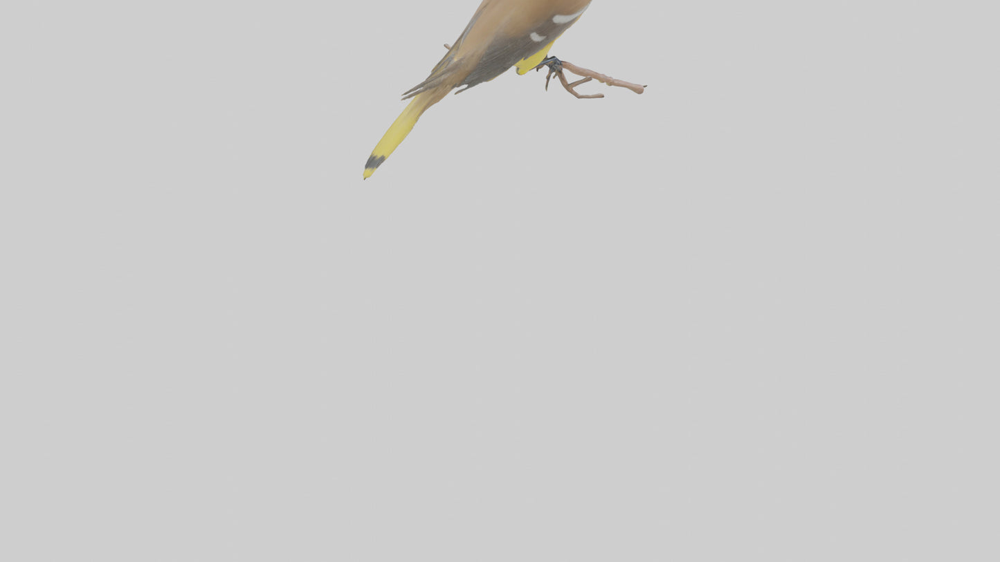 Cedar Waxwing perched model 3D model