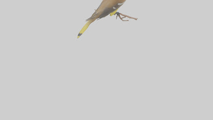 Cedar Waxwing perched model 3D model