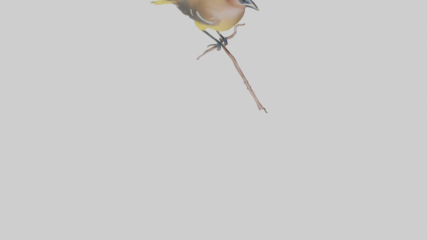 Cedar Waxwing perched model 3D model